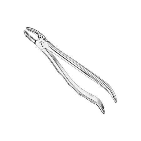 Extracting forceps, anat.